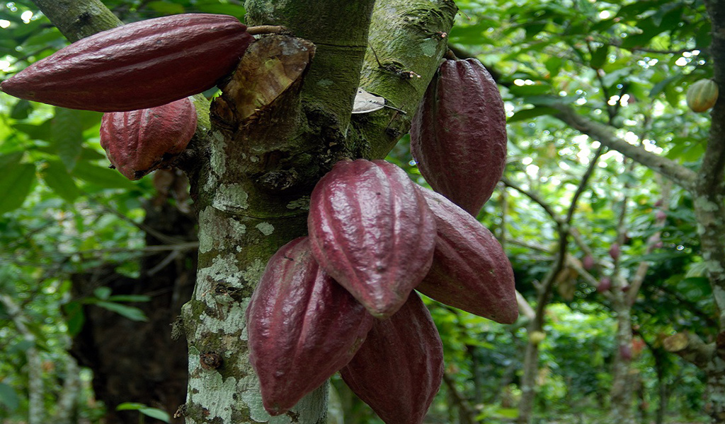 Feria-del-Cacao-Dominicano-02-1