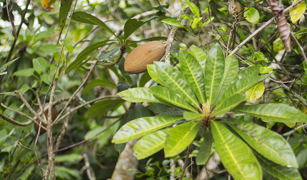 Feria-del-Cacao-Dominicano-03