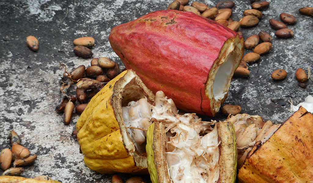 Feria-del-Cacao-Dominicano-1