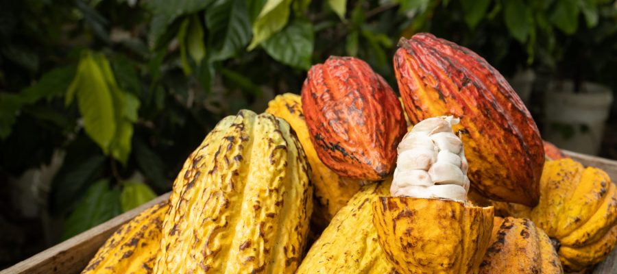 Cocoa beans and cocoa pod on a wooden surface.