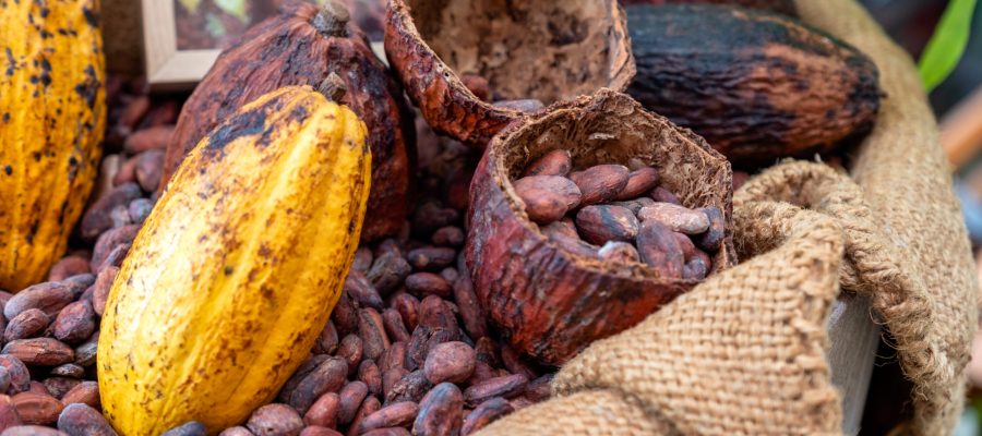 Cocoa beans with cocoa pod in sack