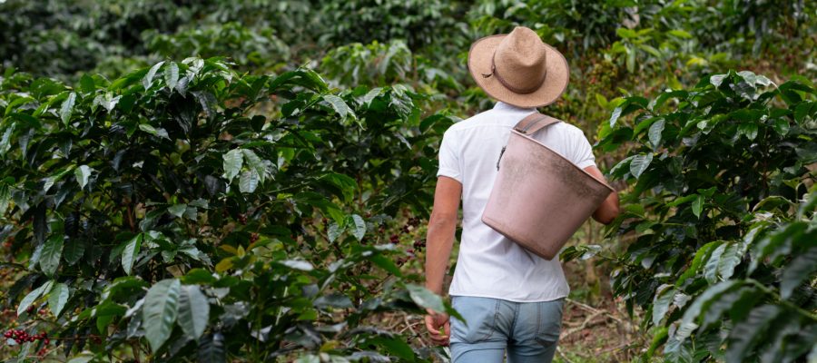 Coffee farmer walking through the coffee plantation. Coffee plants. Man wearing peasant hat.