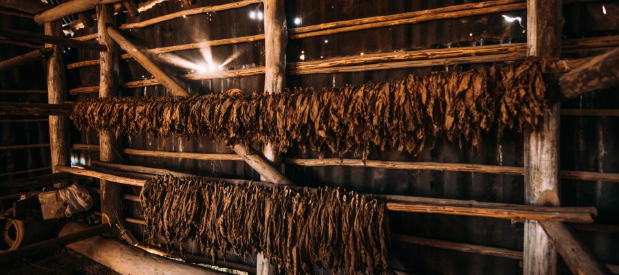 Interior of wooden barn with rows of tobacco drying in natural way on land of Cuba.